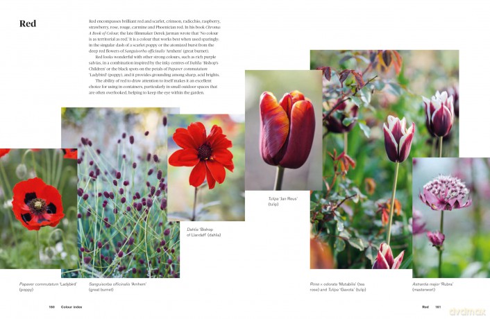 Colour in the Garden: Stylish ideas for year-round colour - Lucy Bellamy [KSIĄŻKA]
