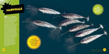 Weirdest Animals on the Planet - National Geographic Kids [KSIĄŻKA]