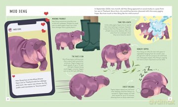 Pygmy Hippo (Young Zoologist): A First Field Guide to Moo Deng and Friends: 12 (Young Zoologist, 12) - Dr Fiona Sach [KSIĄŻKA]
