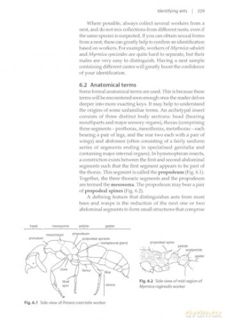 Ants (Naturalists' Handbooks 24) - Gary J. Skinner [KSIĄŻKA]