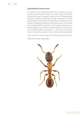 Ants (Naturalists' Handbooks 24) - Gary J. Skinner [KSIĄŻKA]