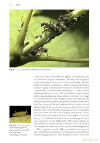 Ants (Naturalists' Handbooks 24) - Gary J. Skinner [KSIĄŻKA]