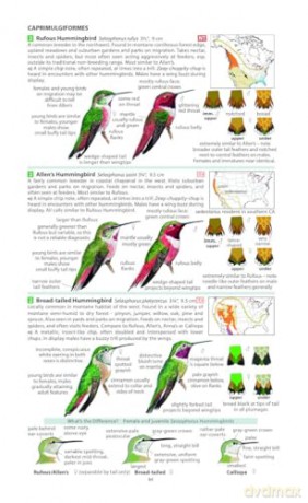 Field Guide to the Birds of North America (Pelagic Identification Guides) - Miles McMullan [KSIĄŻKA]
