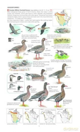 Field Guide to the Birds of North America (Pelagic Identification Guides) - Miles McMullan [KSIĄŻKA]