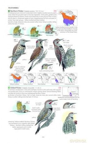 Field Guide to the Birds of North America (Pelagic Identification Guides) - Miles McMullan [KSIĄŻKA]