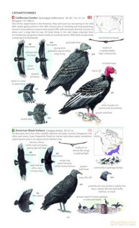 Field Guide to the Birds of North America (Pelagic Identification Guides) - Miles McMullan [KSIĄŻKA]