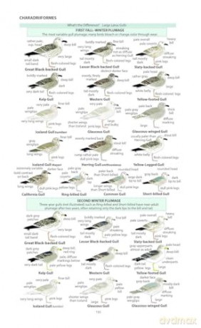 Field Guide to the Birds of North America (Pelagic Identification Guides) - Miles McMullan [KSIĄŻKA]