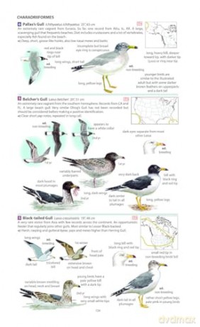 Field Guide to the Birds of North America (Pelagic Identification Guides) - Miles McMullan [KSIĄŻKA]