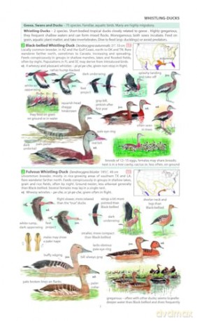 Field Guide to the Birds of North America (Pelagic Identification Guides) - Miles McMullan [KSIĄŻKA]