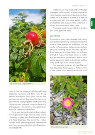 Identification Guide to the Non-Native Invasive Plants of Britain and Ireland (Pelagic Identification Guides) - Fran Giaquinto [KSIĄŻKA]