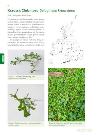 Identification Guide to the Non-Native Invasive Plants of Britain and Ireland (Pelagic Identification Guides) - Fran Giaquinto [KSIĄŻKA]