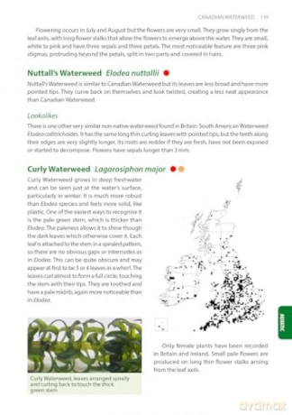 Identification Guide to the Non-Native Invasive Plants of Britain and Ireland (Pelagic Identification Guides) - Fran Giaquinto [KSIĄŻKA]