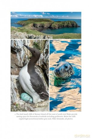 No Island Too Far: Searching for Seabirds on Remote Specks of Land - Michael Brooke [KSIĄŻKA]