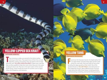 TIME for Kids: Spectacular Sea Creatures: 101 Animals You Need to Know! - Niki Catherine [KSIĄŻKA]