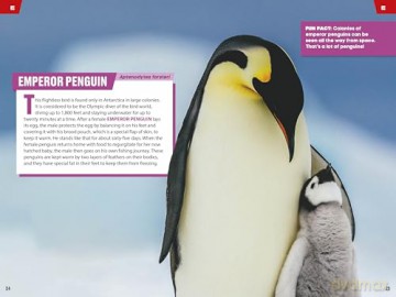 TIME for Kids: Spectacular Sea Creatures: 101 Animals You Need to Know! - Niki Catherine [KSIĄŻKA]