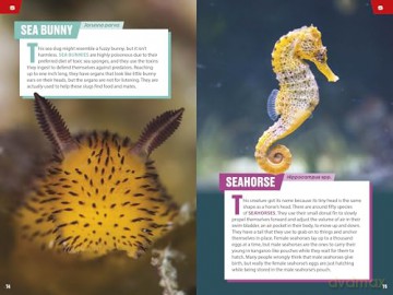 TIME for Kids: Spectacular Sea Creatures: 101 Animals You Need to Know! - Niki Catherine [KSIĄŻKA]
