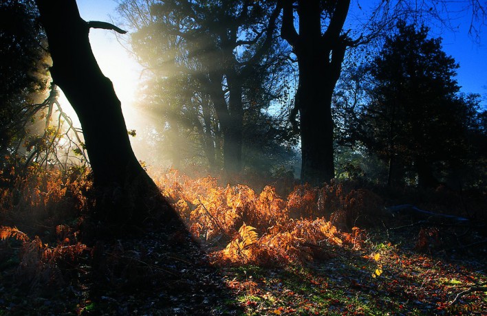 Spirit of the New Forest - Mike Read [KSIĄŻKA]