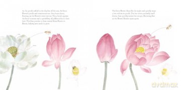 The Water Flower: The Journey of a Lotus Seed - Yingting Chen [KSIĄŻKA]