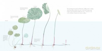 The Water Flower: The Journey of a Lotus Seed - Yingting Chen [KSIĄŻKA]