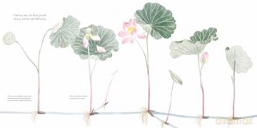 The Water Flower: The Journey of a Lotus Seed - Yingting Chen [KSIĄŻKA]