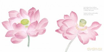 The Water Flower: The Journey of a Lotus Seed - Yingting Chen [KSIĄŻKA]