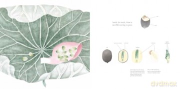 The Water Flower: The Journey of a Lotus Seed - Yingting Chen [KSIĄŻKA]
