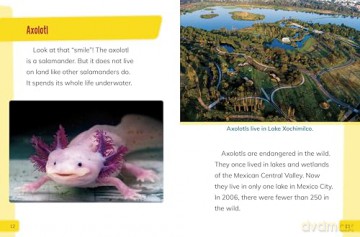 Endangered Amphibians Around the World (Endangered Animals Around the World) - Lisa J. Amstutz [KSIĄŻKA]