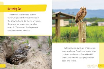 Endangered Birds Around the World (Endangered Animals Around the World) - Lisa J. Amstutz [KSIĄŻKA]