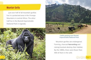 Endangered Mammals Around the World (Endangered Animals Around the World) - Golriz Golkar [KSIĄŻKA]