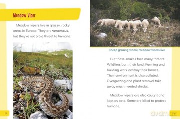 Endangered Reptiles Around the World (Endangered Animals Around the World) - Golriz Golkar [KSIĄŻKA]