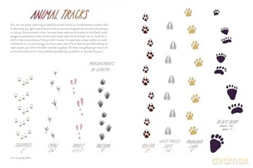 Everyday Wild. Subtitle changed to: An Illustrated Guide for Mindfulness in Nature. - Kathryn Hunter [KSIĄŻKA]