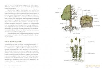 The Everyday Naturalist: How to Identify Animals, Plants, and Fungi Wherever You Go - Rebecca Lexa [KSIĄŻKA]