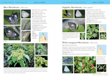 A Field Guide to Butterflies of Australia: Their Life Histories and Larval Host Plants - Garry Sankowsky [KSIĄŻKA]