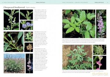 A Field Guide to Butterflies of Australia: Their Life Histories and Larval Host Plants - Garry Sankowsky [KSIĄŻKA]