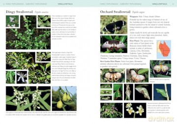 A Field Guide to Butterflies of Australia: Their Life Histories and Larval Host Plants - Garry Sankowsky [KSIĄŻKA]