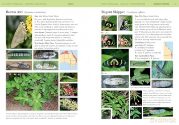 A Field Guide to Butterflies of Australia: Their Life Histories and Larval Host Plants - Garry Sankowsky [KSIĄŻKA]