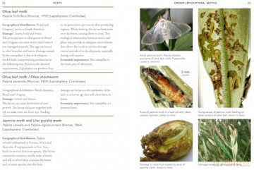 A Guide to Olive Pests and Diseases: Treating Olive Pests, Diseases and Disorders Worldwide, Growing Happy Olive Trees and Reducing Reliance on Chemical Use - Dr Vera Sergeeva [KSIĄŻKA]