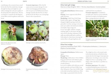 A Guide to Olive Pests and Diseases: Treating Olive Pests, Diseases and Disorders Worldwide, Growing Happy Olive Trees and Reducing Reliance on Chemical Use - Dr Vera Sergeeva [KSIĄŻKA]