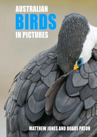 Australian Birds in Pictures: Compact edition - Matthew Jones [KSIĄŻKA]