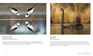 Australian Birds in Pictures: Compact edition - Matthew Jones [KSIĄŻKA]