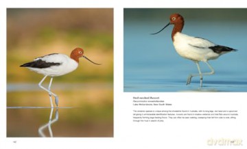 Australian Birds in Pictures: Compact edition - Matthew Jones [KSIĄŻKA]