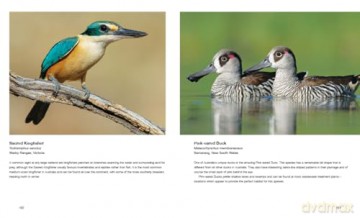 Australian Birds in Pictures: Compact edition - Matthew Jones [KSIĄŻKA]