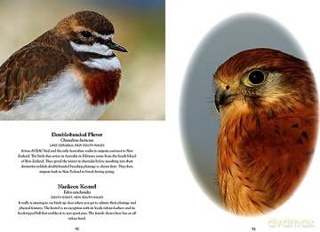 Australian Birds in Pictures: Compact edition - Matthew Jones [KSIĄŻKA]