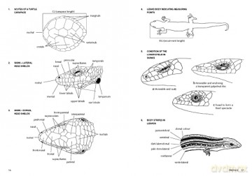 Complete Guide to Reptiles of Australia: Sixth Edition - Steve Wilson [KSIĄŻKA]