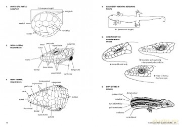 Complete Guide to Reptiles of Australia: Sixth Edition - Steve Wilson [KSIĄŻKA]