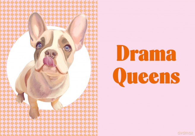 A Frenchie Life: What to Know and Love about the French Bulldog (Favorite Dog) - Sara Weiss [KSIĄŻKA]