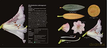 Rhododendron Dissected: Flora in Close-up - David Purvis [KSIĄŻKA]