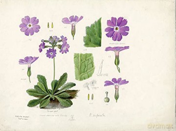 Lillian Snelling: The Rhododendron and Primula Drawings - Henry Noltie [KSIĄŻKA]