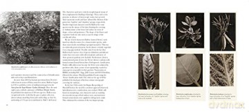 Lillian Snelling: The Rhododendron and Primula Drawings - Henry Noltie [KSIĄŻKA]