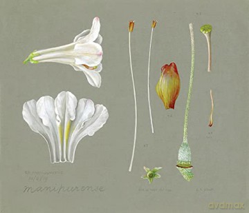 Lillian Snelling: The Rhododendron and Primula Drawings - Henry Noltie [KSIĄŻKA]